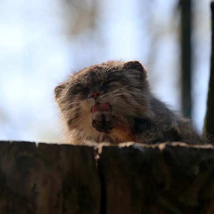 ウッチ動物園のパッツォの写真