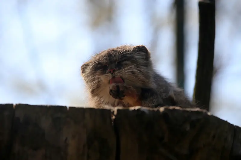 ウッチ動物園のパッツォの写真