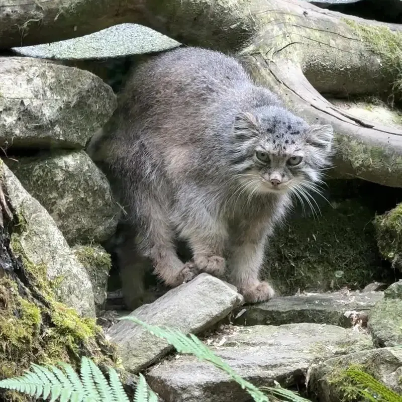 オペル動物園のマヌルネコの写真