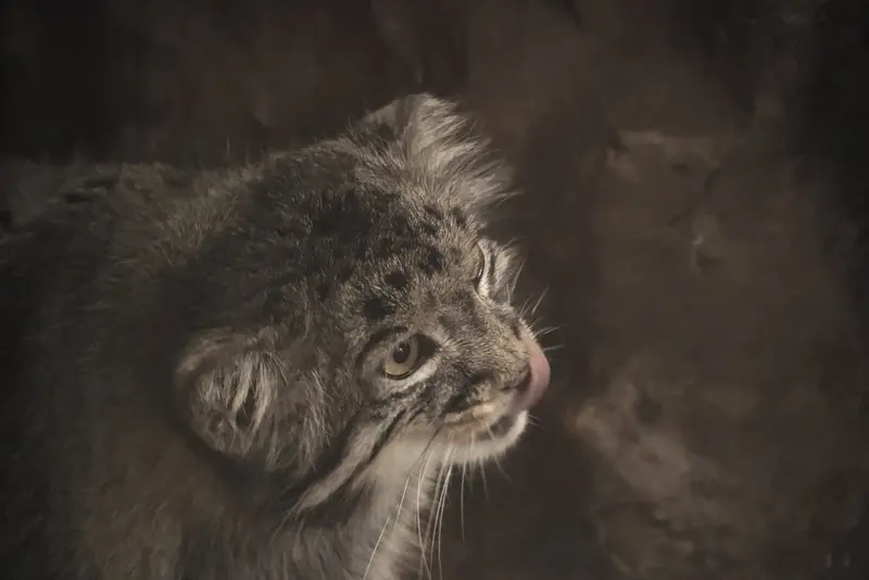 恩賜上野動物園のナイマの写真