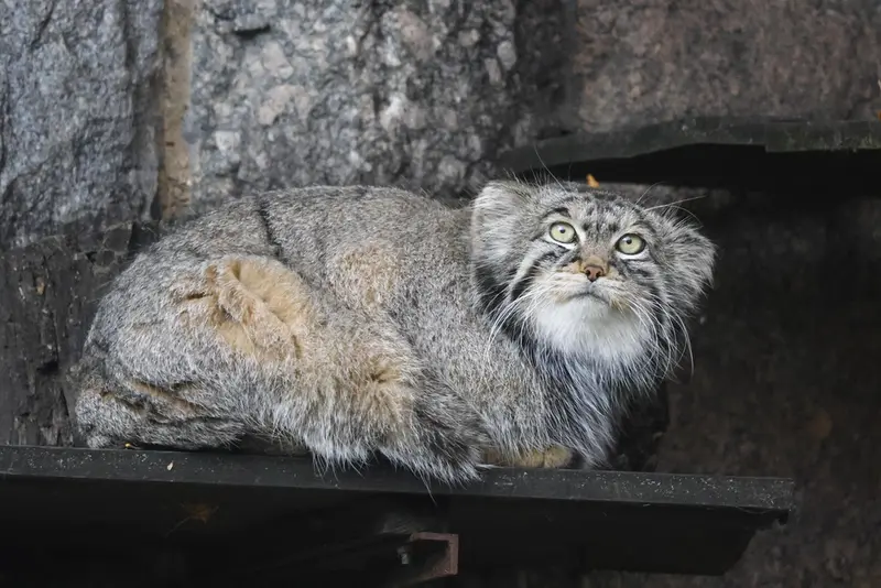 モスクワ動物園のティモフェイの写真