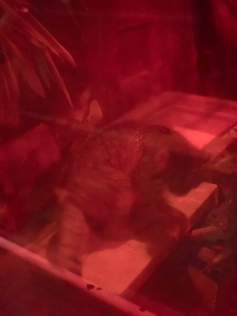恩賜上野動物園のナイマの写真
