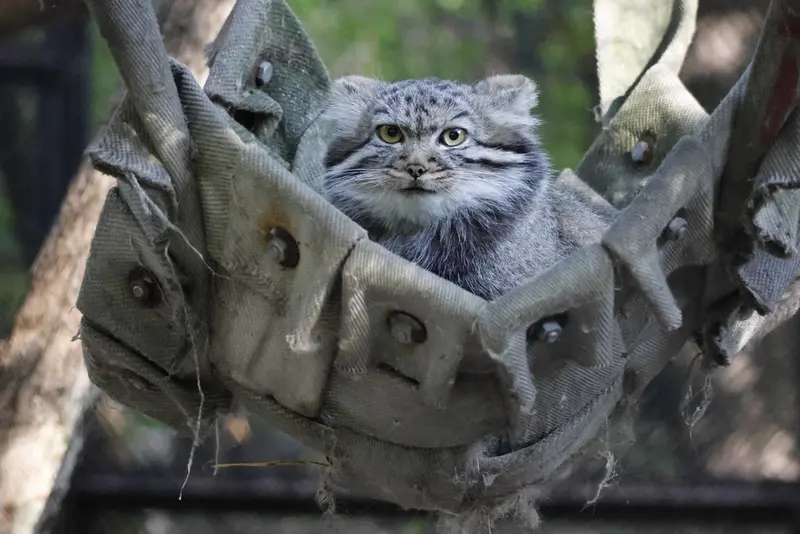 ノヴォシビルスク動物園のマヌルネコの写真