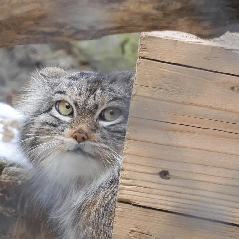 ノヴォシビルスク動物園のスネジンカの写真