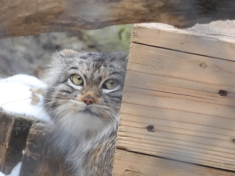 ノヴォシビルスク動物園のスネジンカの写真