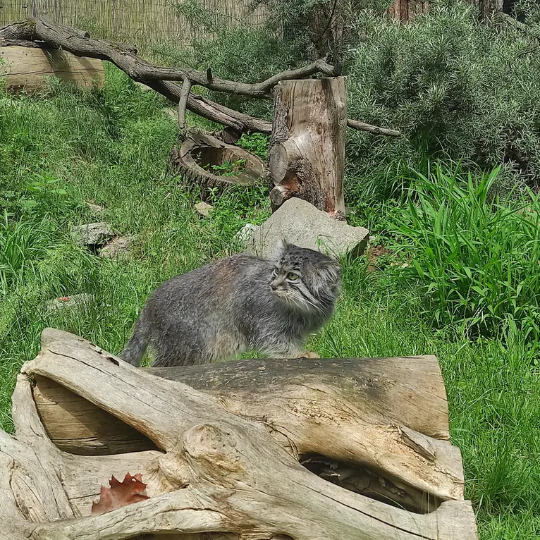 ヴロツワフ動物園のザリナの写真