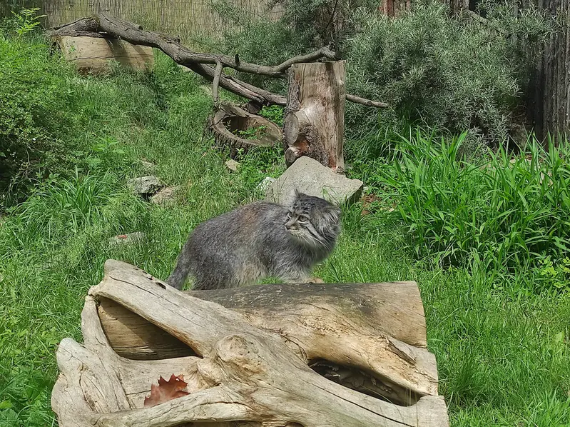 ヴロツワフ動物園のザリナの写真