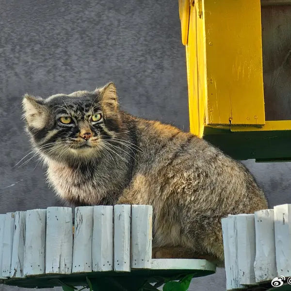 曲水動物園のファンファンの写真