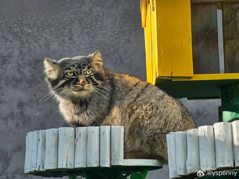 曲水動物園のファンファンの写真