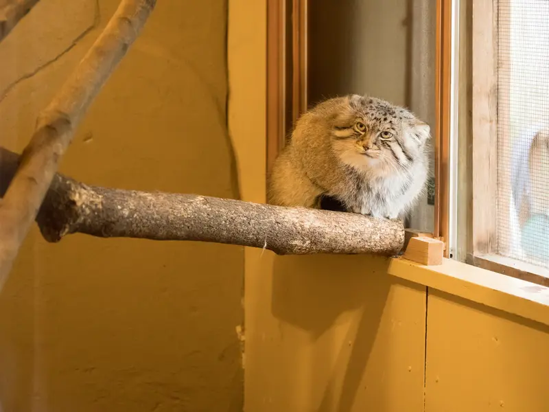 埼玉県こども動物自然公園のロータスの写真