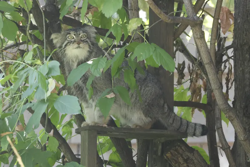 モスクワ動物園のティモフェイの写真