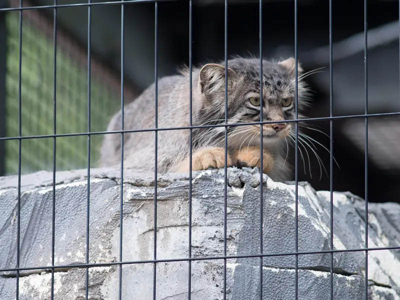 旭山動物園のヒデの写真