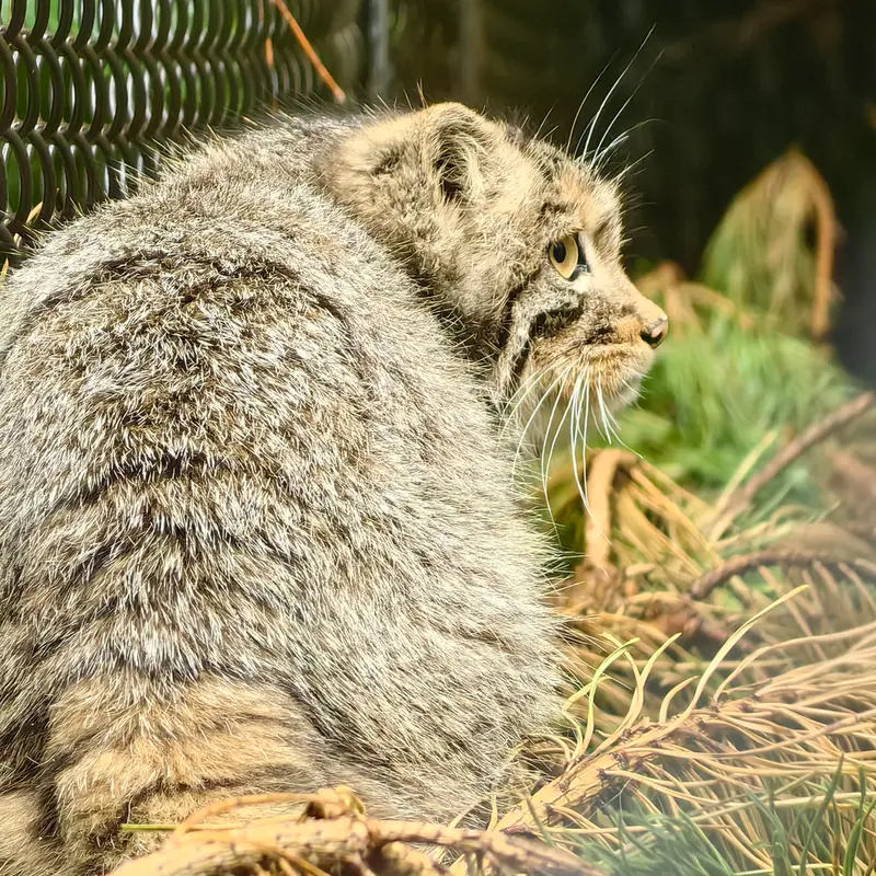 ノヴォシビルスク動物園のアッケムの写真