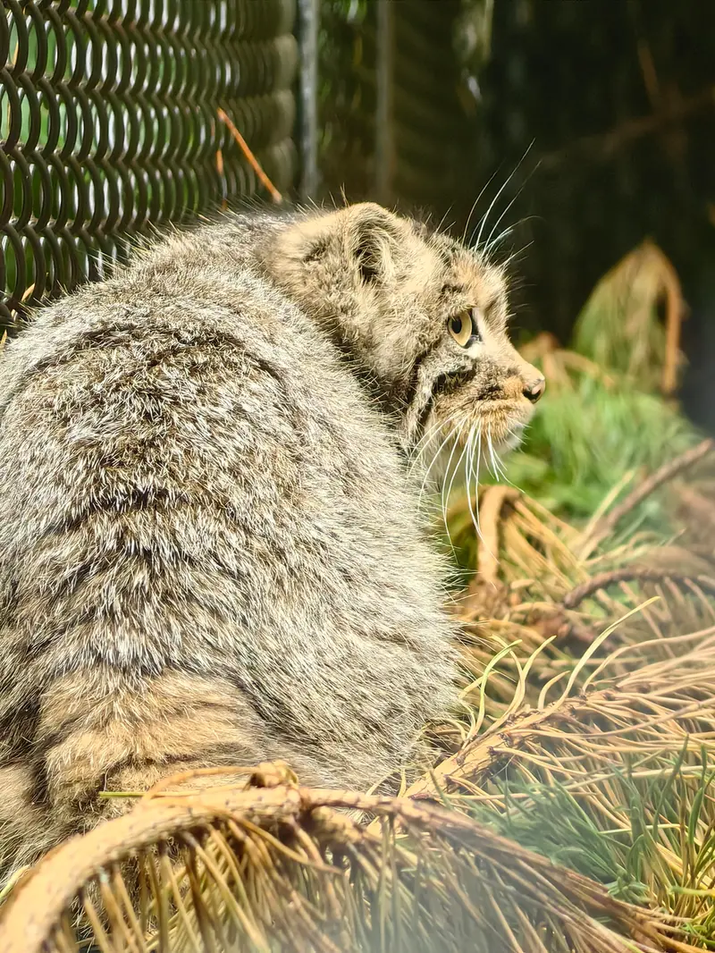 ノヴォシビルスク動物園のアッケムの写真