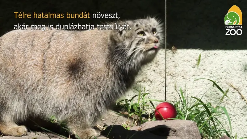 ブダペスト動物園＆植物園のボルシカとボフスの動画