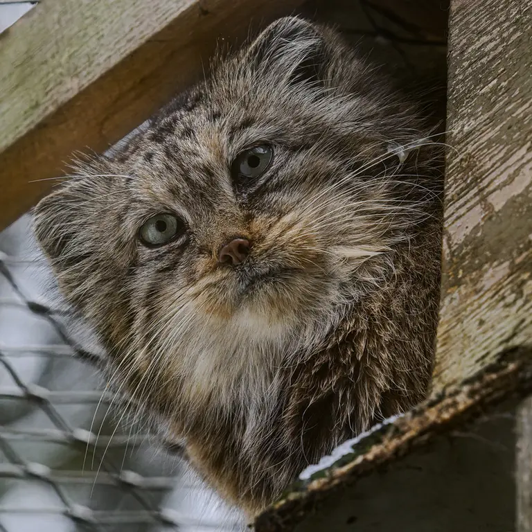 イフラヴァ動物園のルガシャの写真