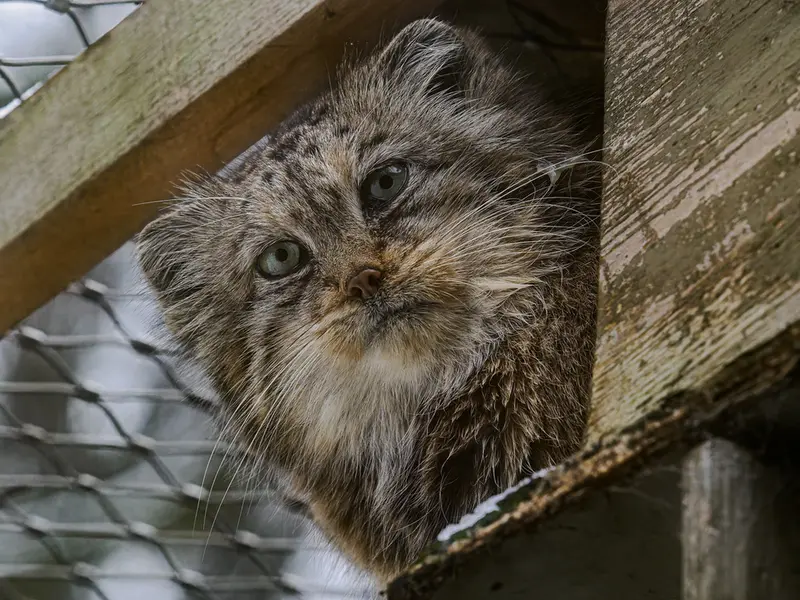 イフラヴァ動物園のルガシャの写真