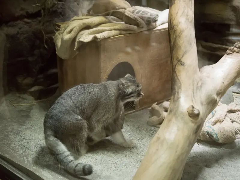 恩賜上野動物園のクリョンの写真