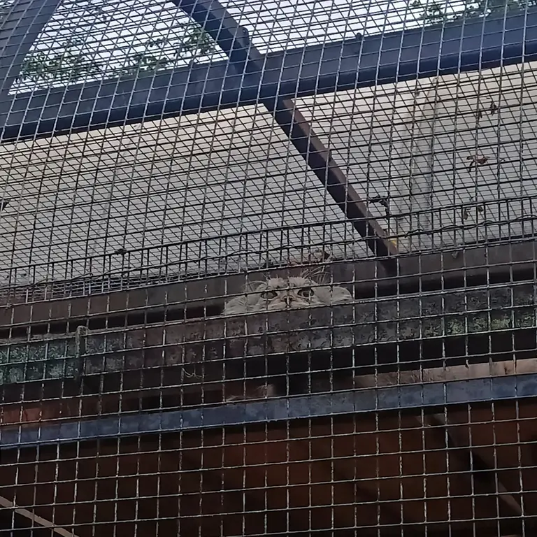 レニングラード動物園のシューの写真