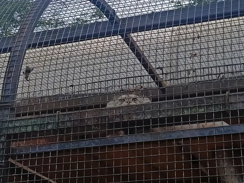 レニングラード動物園のシューの写真