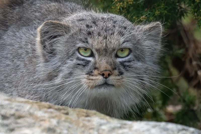 チェスター動物園のチェスター Ⅰの写真