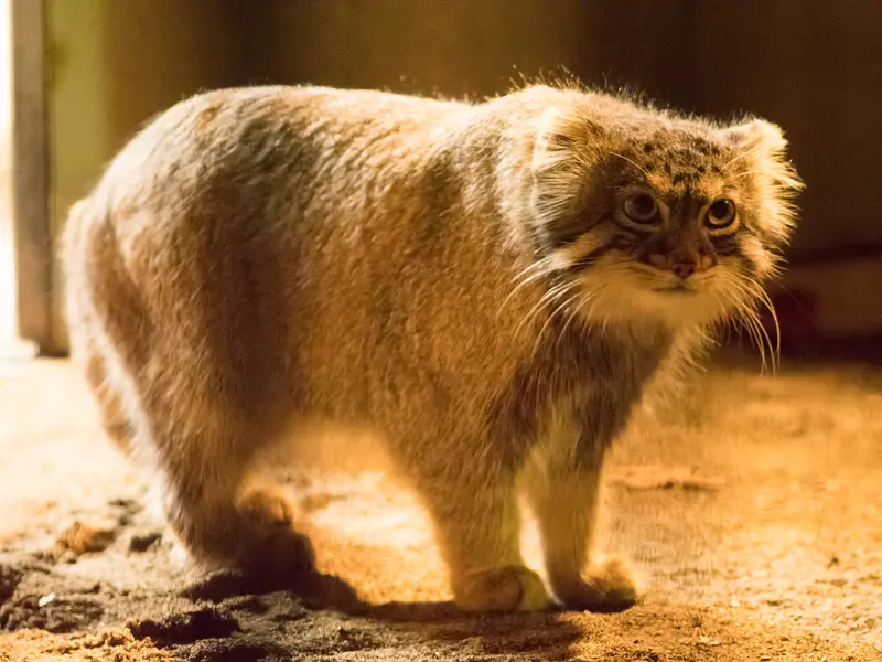 野毛山動物園のフィーガの写真