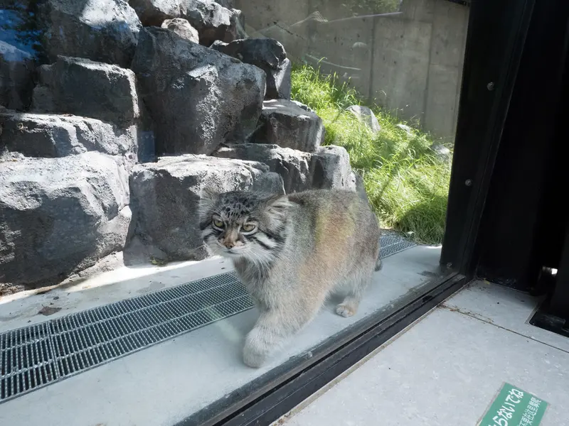 旭山動物園のグルーシャの写真