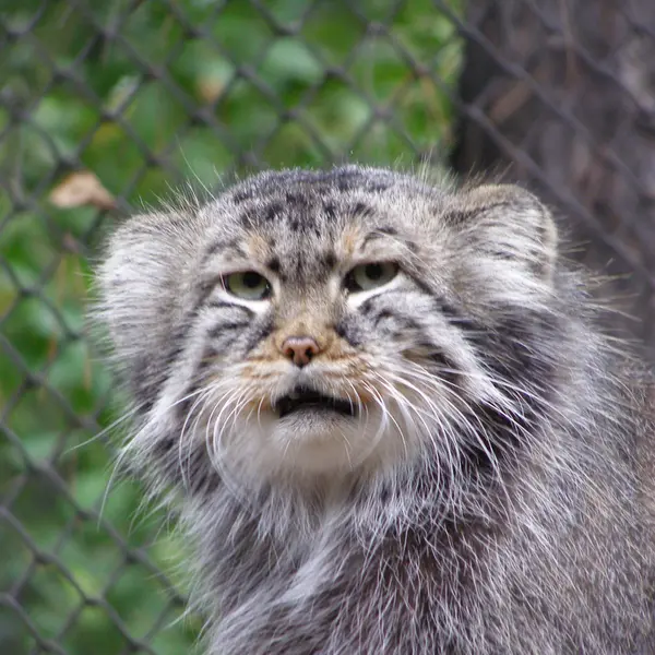 ノヴォシビルスク動物園のゼレノゴルスクの写真