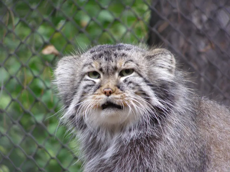 ノヴォシビルスク動物園のゼレノゴルスクの写真