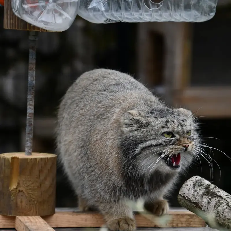 ビオ・トピア・ダンケルクのマヌルネコの写真