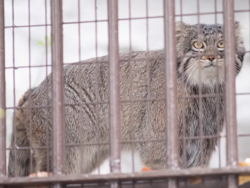 野毛山動物園のフィーガの写真