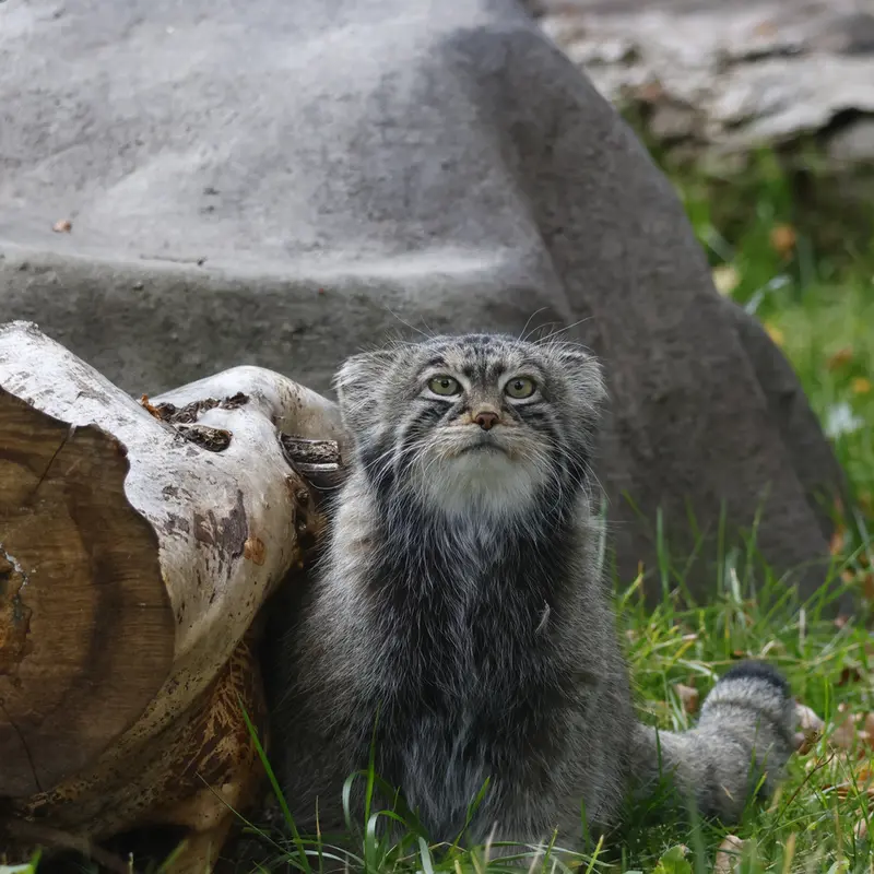 モスクワ動物園のティモフェイの写真