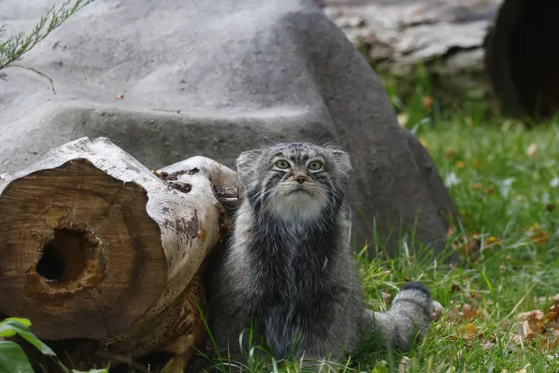 モスクワ動物園のティモフェイの写真