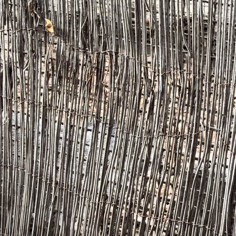 ブダペスト動物園＆植物園のマヌルネコの写真