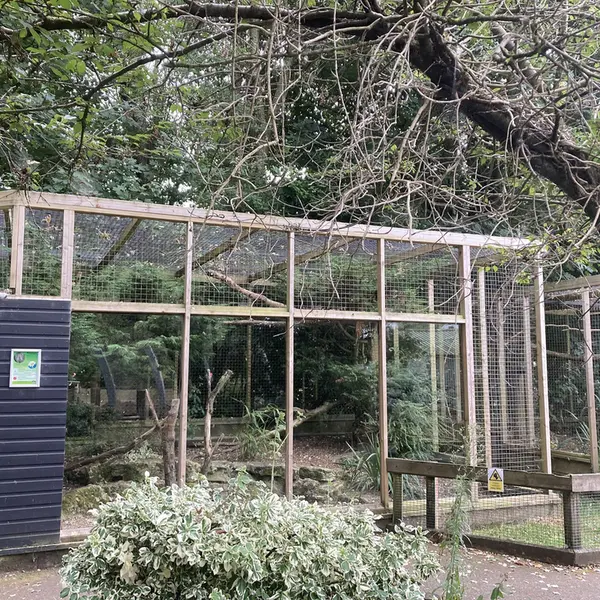 バナム動物園のマヌルネコの写真