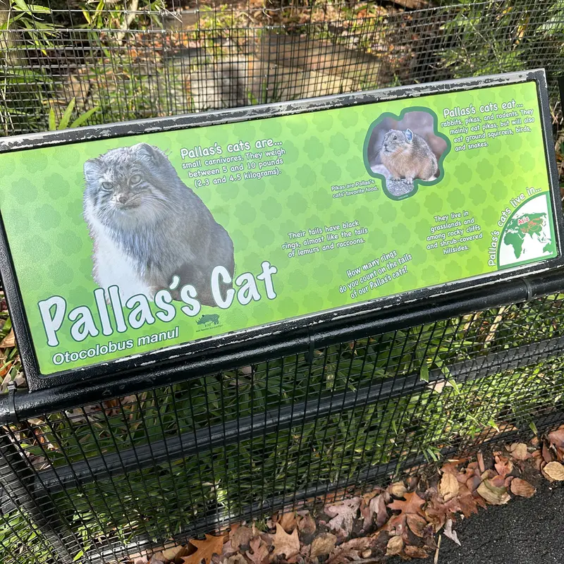 スミソニアン国立動物園のマヌルネコの写真