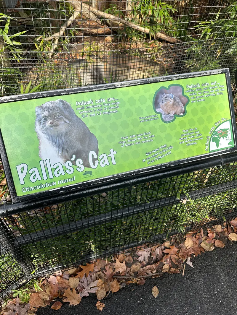 スミソニアン国立動物園のマヌルネコの写真