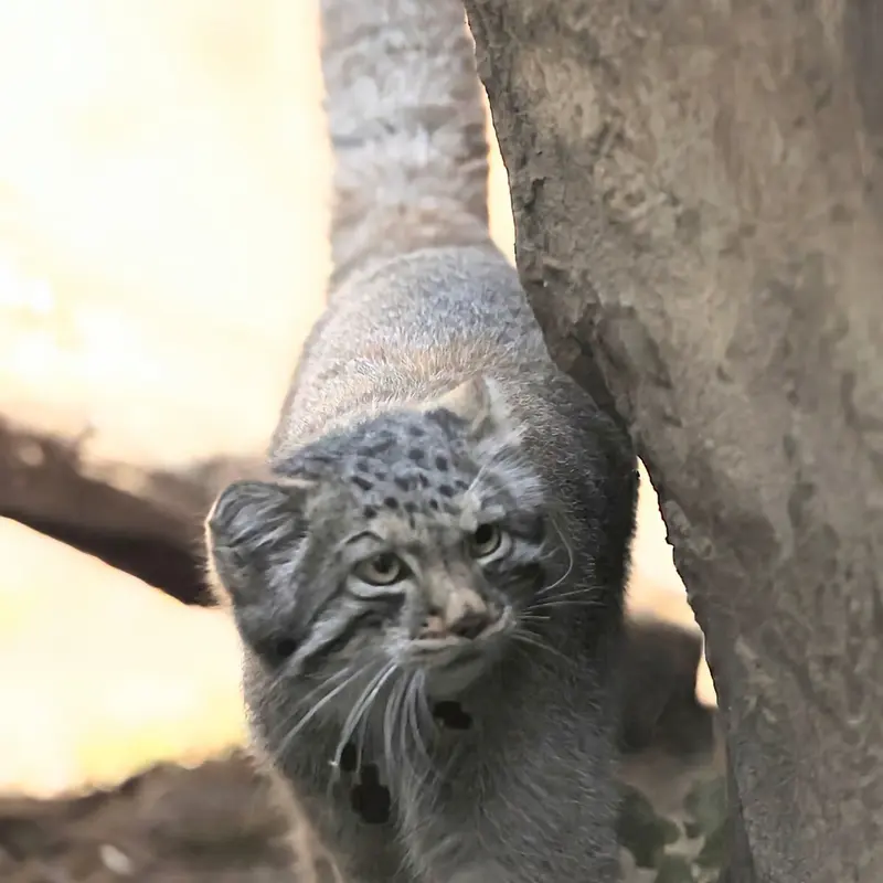 那須どうぶつ王国のナゴムの写真