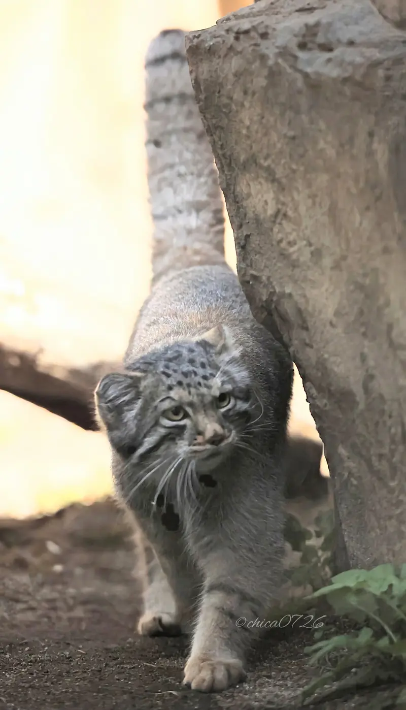 那須どうぶつ王国のナゴムの写真
