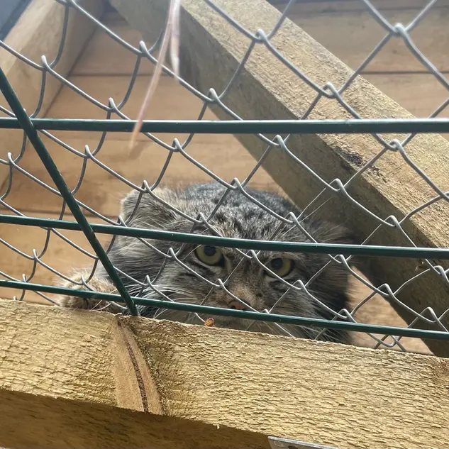 動物園「ナ・ランプシュケ」のバユンの写真