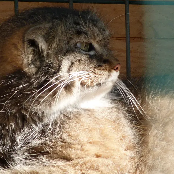 バルナウル動物園「レースナヤ・スカースカ」のペペの写真
