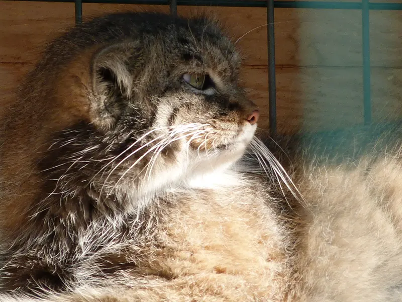 バルナウル動物園「レースナヤ・スカースカ」のペペの写真