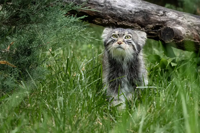 モスクワ動物園のティモフェイの写真