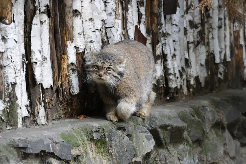 ノヴォシビルスク動物園のラストチカの写真