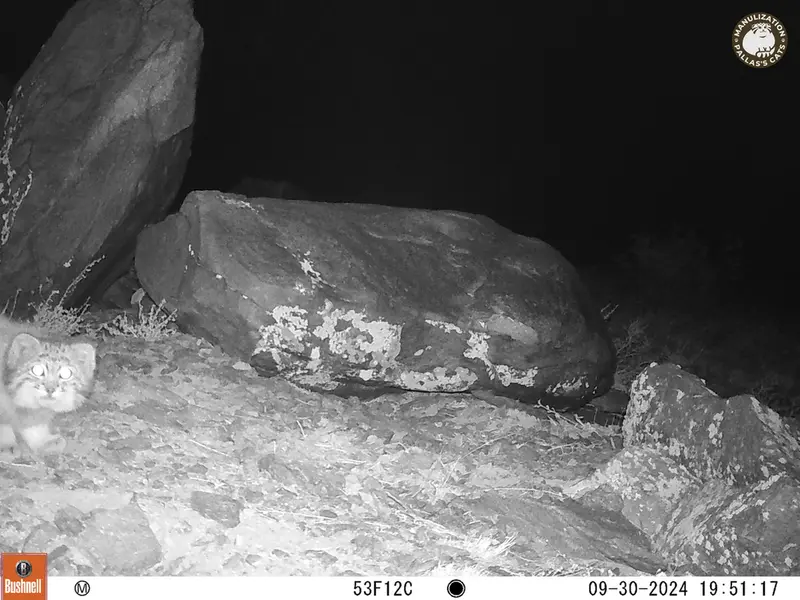 コシュカルカメラトラップで撮影したOtocolobus manul manulの写真