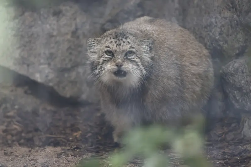 マヌルネコの写真