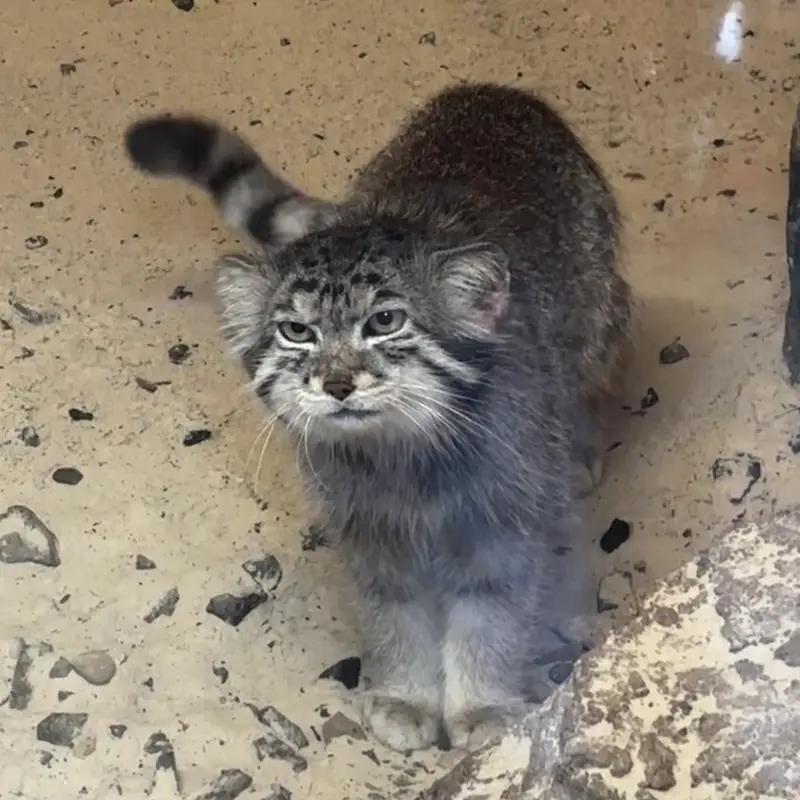 エディンバラ動物園のアキコの写真