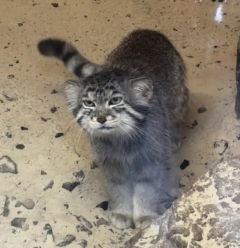 エディンバラ動物園のアキコの写真