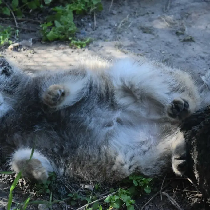 ブダペスト動物園＆植物園のルーシーの写真
