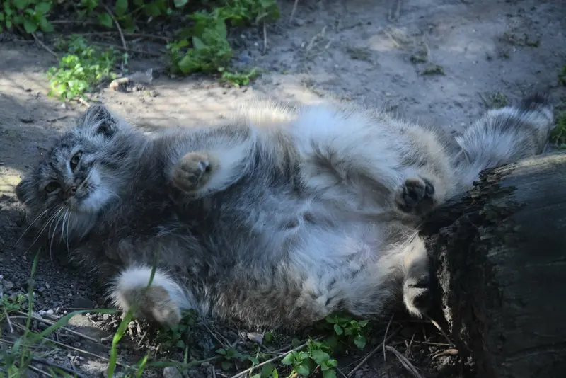 ブダペスト動物園＆植物園のルーシーの写真